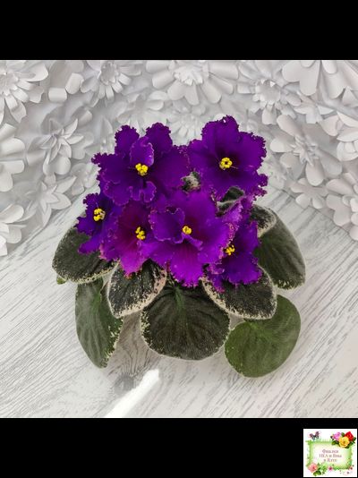 РМ-Глаз Дракона (Н. Скорнякова) 2021 г.