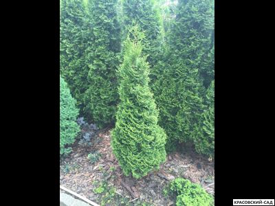 Туя Хурикейн - Hurricane