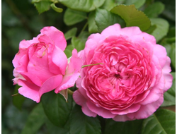 Шанталь Мерье (Chantal Merieux),Massad  шраб.