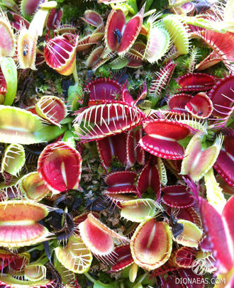 Dionaea muscipula Trichterfalle (Funnel trap)