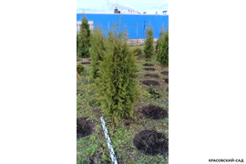 Туя Брабант измерение линейкой фото Красовский-Сад.рф