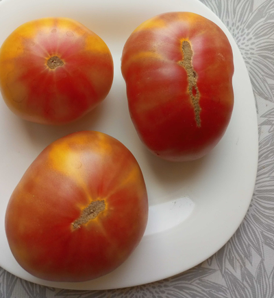 Томат Коралловая королева (Coral Queen)