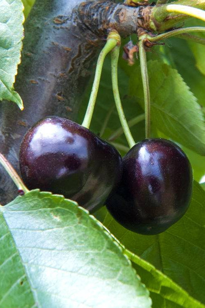 Вишня Ленинградская чёрная