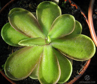 Pinguicula Emarginata