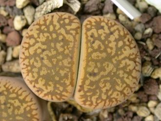 Lithops aucampiae C257 (MG) - 10 семян