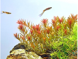 Ротала Orange Juice (пучок)