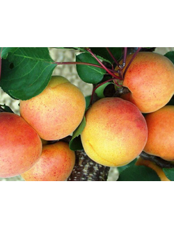 Абрикос Нью-Джерси (Ранний) ОКС