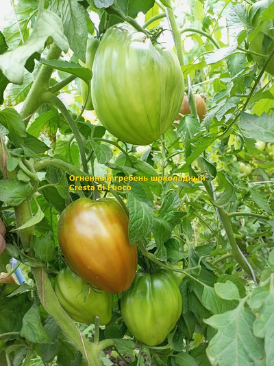 Томат Огненный гребень (Cresta di Fuoco) шоколадный, Италия