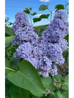 Сирень обыкновенная Президент Греви