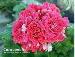 Пеларгония Cara Amalia