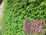 Виноград &quot;Вичи&quot; Parthenocissus tricuspidata &quot;Veitchii&quot;- 10 шт