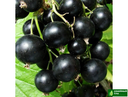 Смородина черная "Московская"