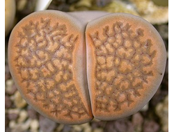 Lithops hallii (brown form) С 136 - 10 семян