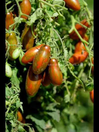 Томат Оливетта полосатая (Olivette Striée), 10 шт