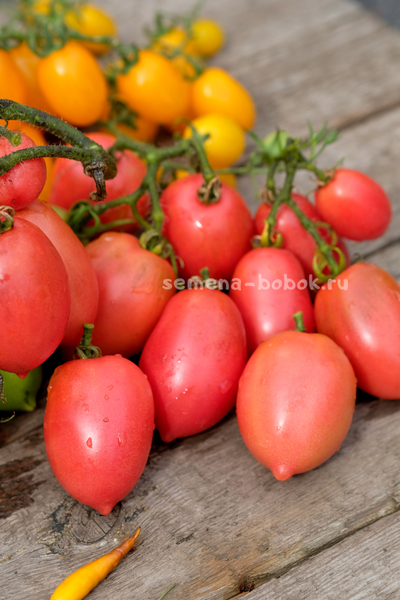 Томат Dwarf Ann`s Dusky Rose Plum, 10 шт