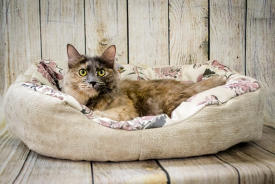 ДИВАН "ЛЮБИМЕЦ" 55х40x14 см