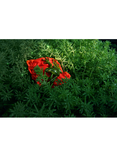 Экзотическая брошь &quot;Тропическая лягушка&quot;