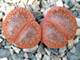 Lithops aucampiae v. koelemanii С016 (MG) - 10 семян