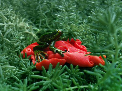 Экзотическая брошь "Тропическая лягушка"
