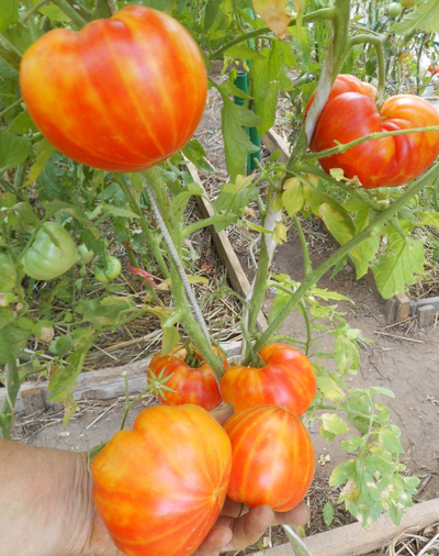 Томат Золотой ананас (Golden Pineapple)