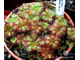 Drosera sp. South Africa