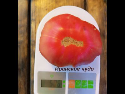 Томат Иранское чудо