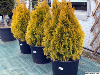 Туя Голд Смарагд - Gold Smaragd