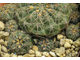 Gymnocalycium netrelianum VG 422