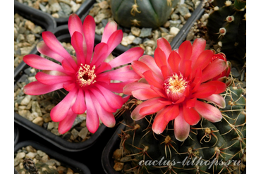 Gymnocalycium baldianum P 127 и Gymnocalycium baldianum