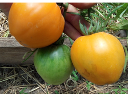 Томат Верна оранжевая