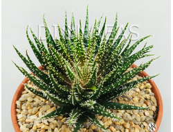 Aloe haworthioides