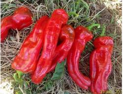 Перец сладкий Тронтароло (Trontarolo) Италия