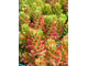 Sedum Rubrotinctum