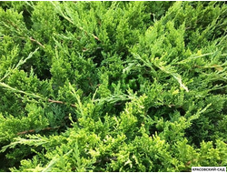 Можжевельник Рокери Джем - Rockery Gem