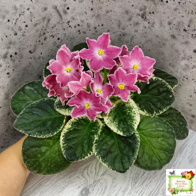 НД-Наталка-Полтавка (Н. Данилова-Суворова) 2018 г.