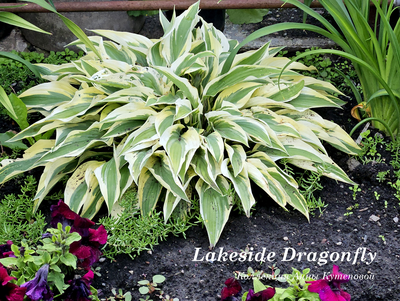 Хоста Lakeside Dragonfly