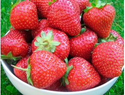 Земляника садовая Анабель, p9