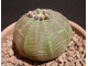 Euphorbia obesa