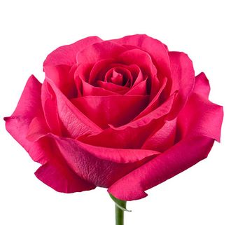 Роза Эквадор Розовая