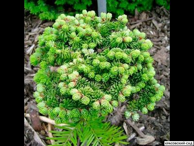 Пихта бальзамическая Киви - Abies Balsamea Kiwi