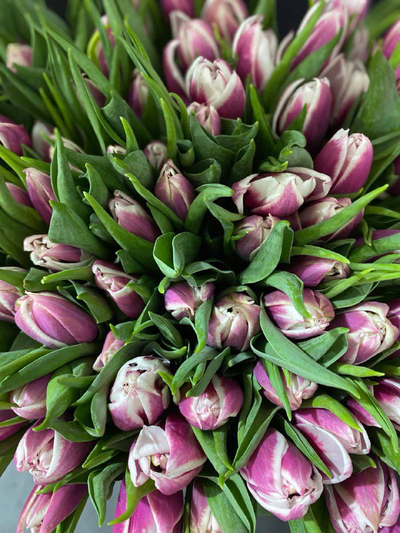 Тюльпаны пионовидные 51 шт