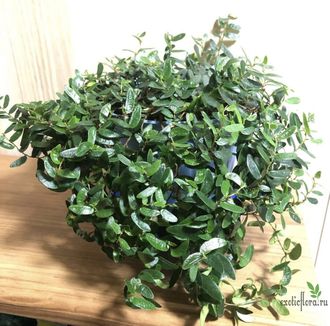 Ficus punctata Anouk / фикус пунктата Анук