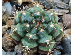 Gymnocalycium bruchii v. niveum VG 536