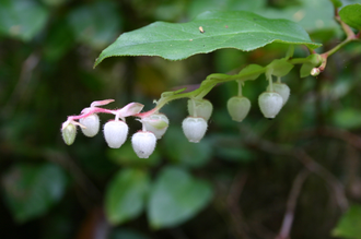 Грушанка, гаультерия пахучая (Gaultheria fragrantissima) 5 мл - 100% натуральное эфирное масло