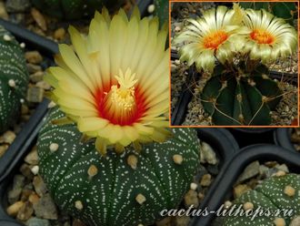 Astrophytum asterias f.Llera Х A.senile v.aureum - 5 семян