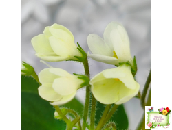 Chantaspring (R. Р. Hair) 1996 г. трейлер (пасынок посажен 20.10.25)