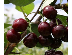 Черешня  Ревна