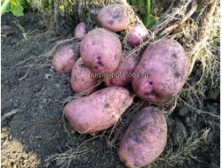 Картофель Шаман