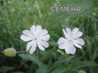 Силена Капенсис - Silene Capensis, Африканский корень сновидений, Смолёвка капская, Undlela ziimhlophe - Белые пути