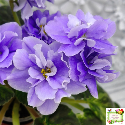 Huckleberry (I. Fredette)